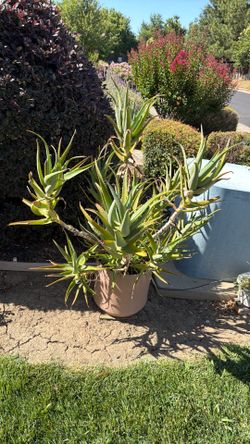 Large mature aloe Vera on five gallons ceramic pot