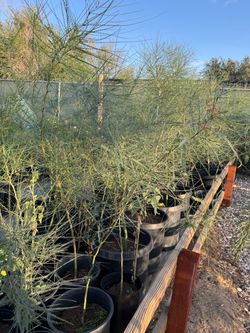 Palo verde