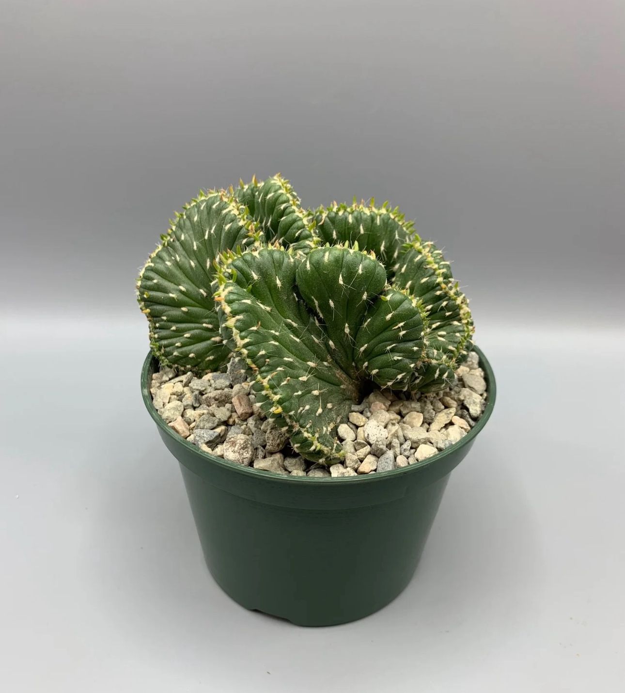 Euphorbia Ammak Crest Plant 🪴🌵