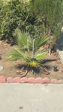 Mexican Fan Palm tree plant