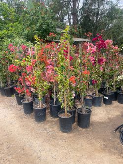 5 Gallon Size- Bougainvillea- Boxwood- Bird of Paradise- Rose Bushes- Jasmine- Oleander- Ficus- Podocarpus- Pepper Trees- Agapanthus