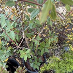 Edible Bay Leaves Spices Plant