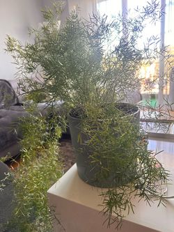 Asparagus Fern Live Potted Plant