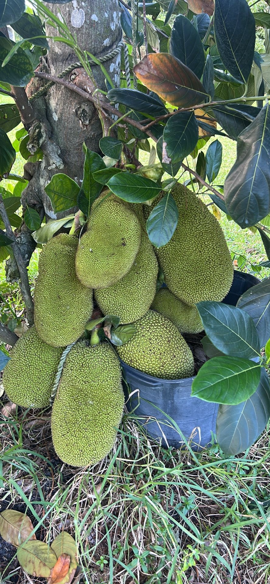 Organic Jackfruit