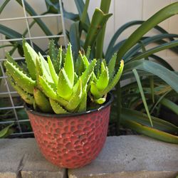 Golden Tooth Aloe