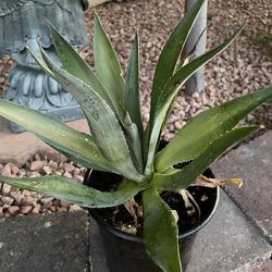 Live Blue Agave Plant In Black Plastic Growing Pot