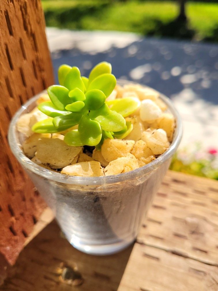Mini SUCCULENT-$3