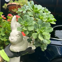 Bunny Plant Pot 