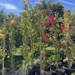 Bougainvillea Plants 
