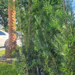 Beautiful Podocarpus Plants For Inmediate Privacy!!! 6 Feet Tall!! Fertilized 