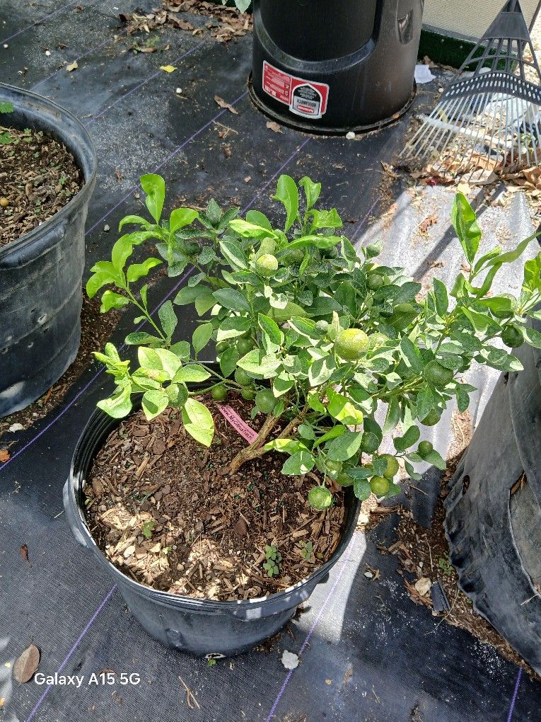 Fruiting Grafted Calamondin Tree 🌳