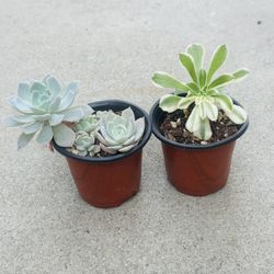 Succulents plants 🪴（2 for $5）