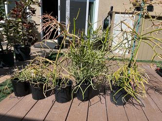 Fire Stick plants - Euphorbia tirucalli