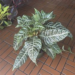 Zebra plant 6”