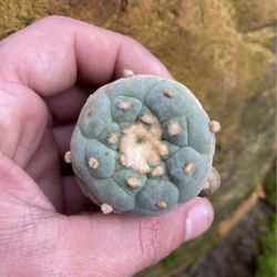 Rare cactus
