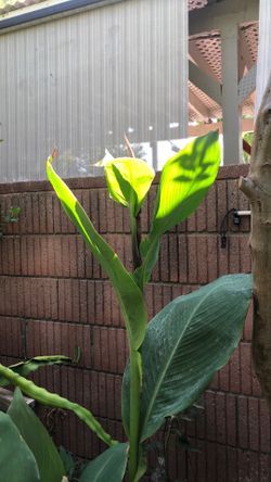 Red canary plant