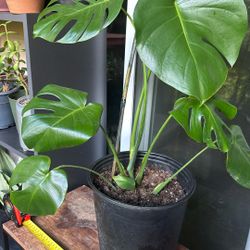 Philo  Monstera Plant