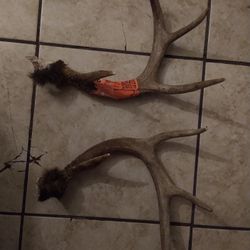 Deer antlers 