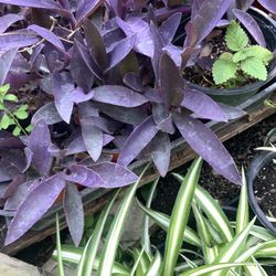 Purple Velvet Plant On Sale