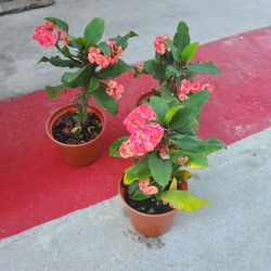 sparkling hot pink christ crowns 