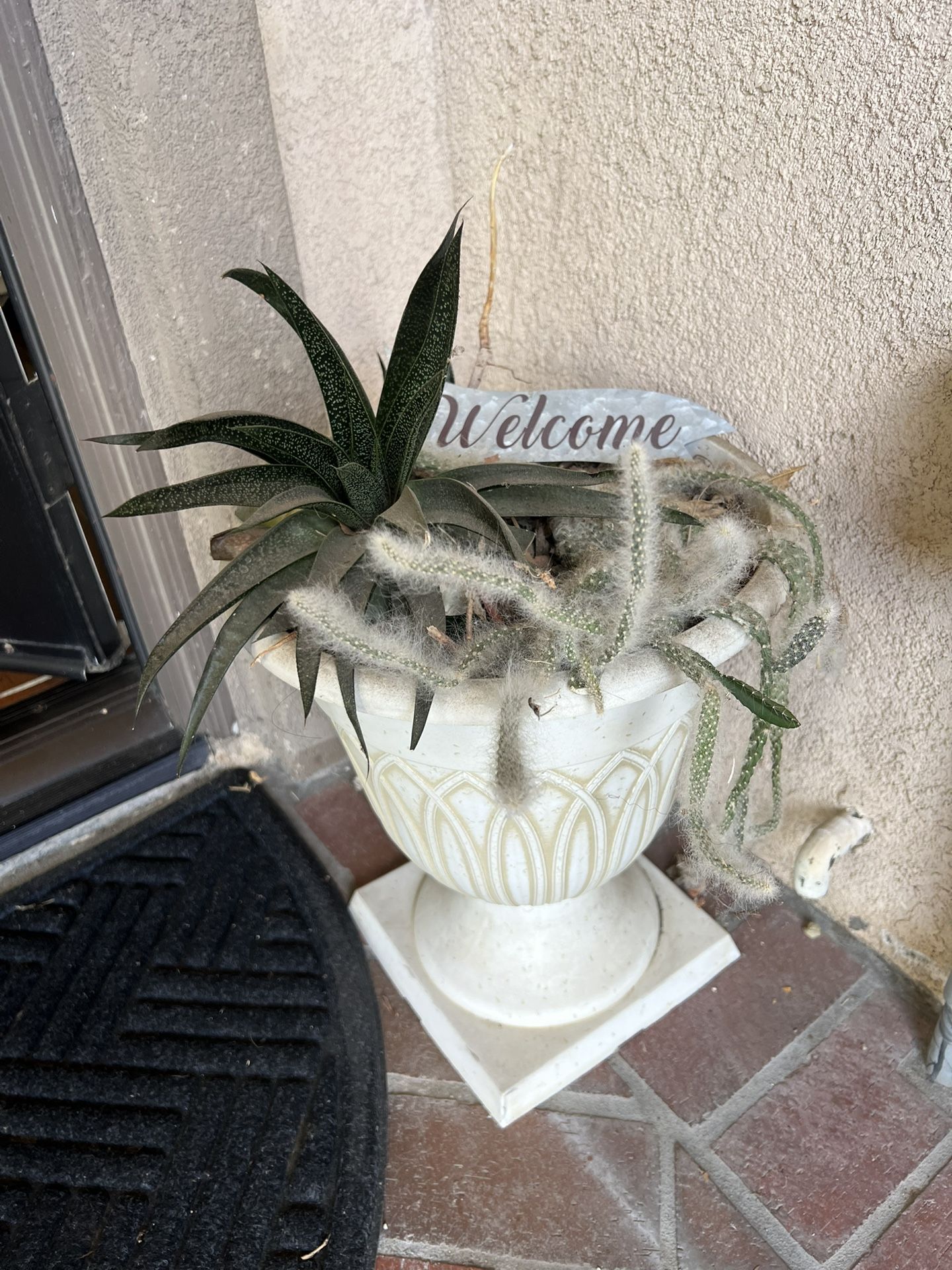 Succulents With Pot Planter