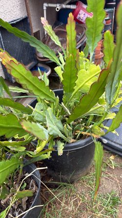 Large Potted Epiphyllum Cactus Plant
