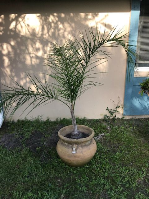 Palm trees and base