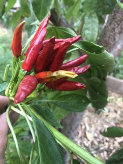 Pepper Plants For Sale