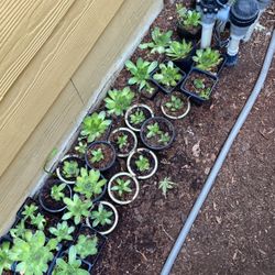 Succulents 5$ For 2