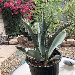 Blue Agave Plant