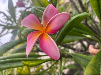 Plumeria cuttings