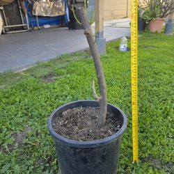 Arbolito De Ciruela Jocote Corona