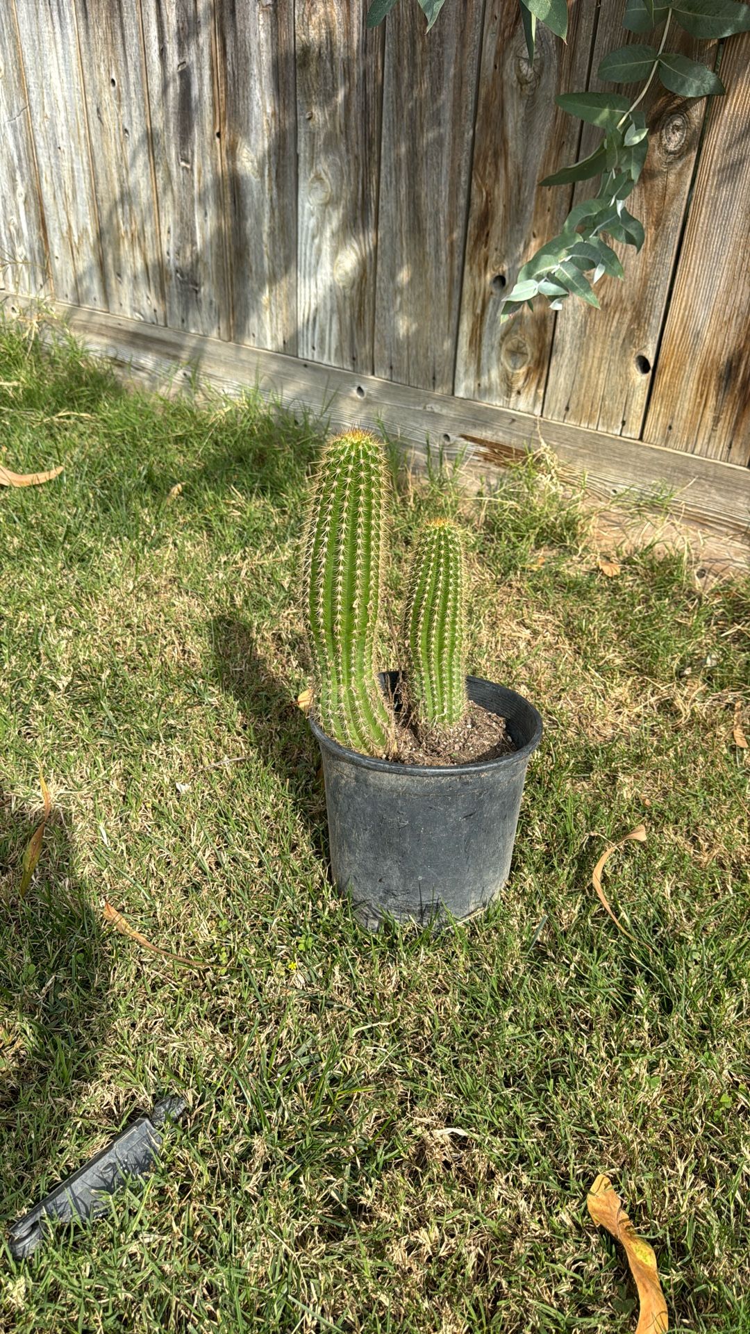 Cactus Plant 