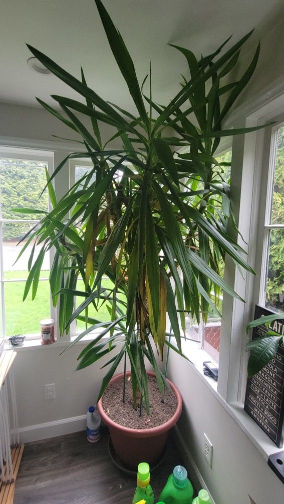 Low Light Large House Plant