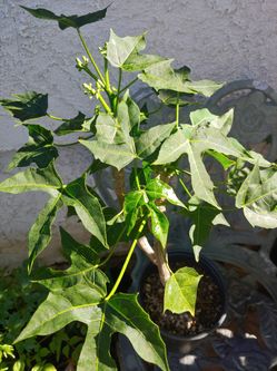 Chaya Mexican Spinach