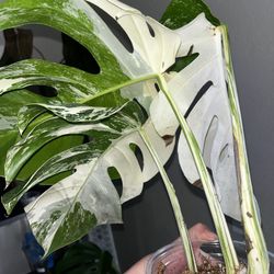 Monstera Albo Cutting 