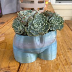 Succulent Flower Pot