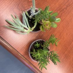 Decert plant