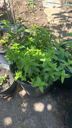 Fresh Mint Plant 