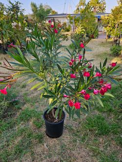 Medium size red oleander
