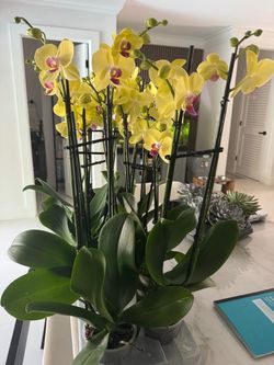 Yellow Orchid double stem