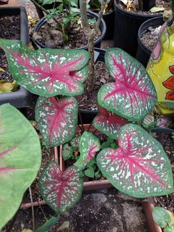 Plantas Coleus And More