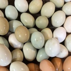 Organic Fertilize Eggs