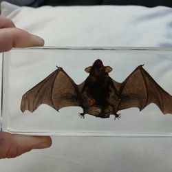 Bat