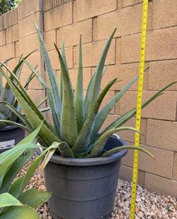 $20 Big Aloe Vera In 17 Gallon Pot.