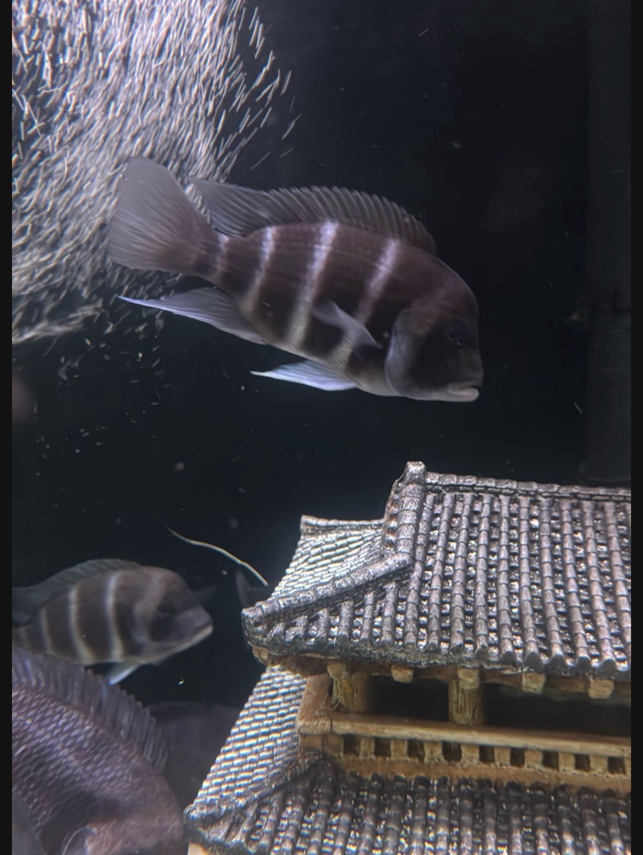 Fish Tank Decor