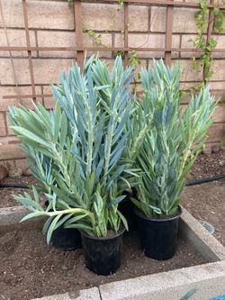 Curio Ficoides Mt Everest Skyscrape Senecio Plants, 1 Gallon