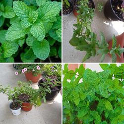 Peppermint organic herb perennial plants$5-$8 Each pot