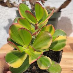 Variegated Tricolor Jade Plant