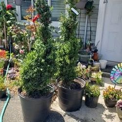 $199 Each Beautiful Spiral Boxwood Plant 